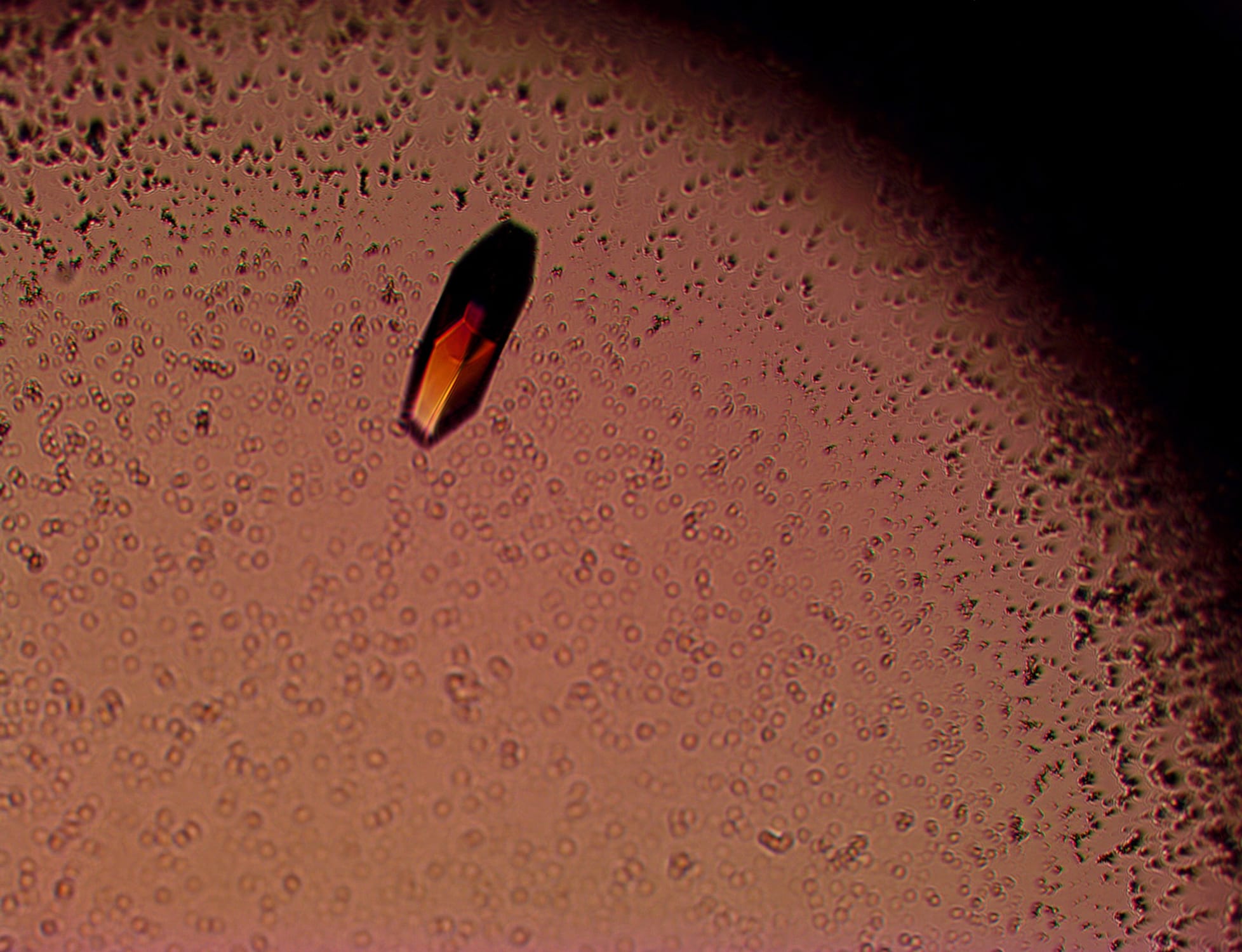 C1_handtray_3A_8.8mgml_pH5.0_230327